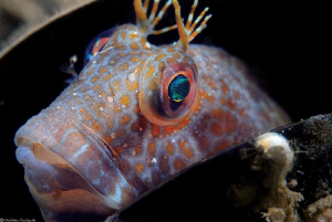 blenny in a mussel shell by Mathieu Foulquié 